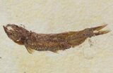 Small, Knightia Fossil Fish - Wyoming #47517-1